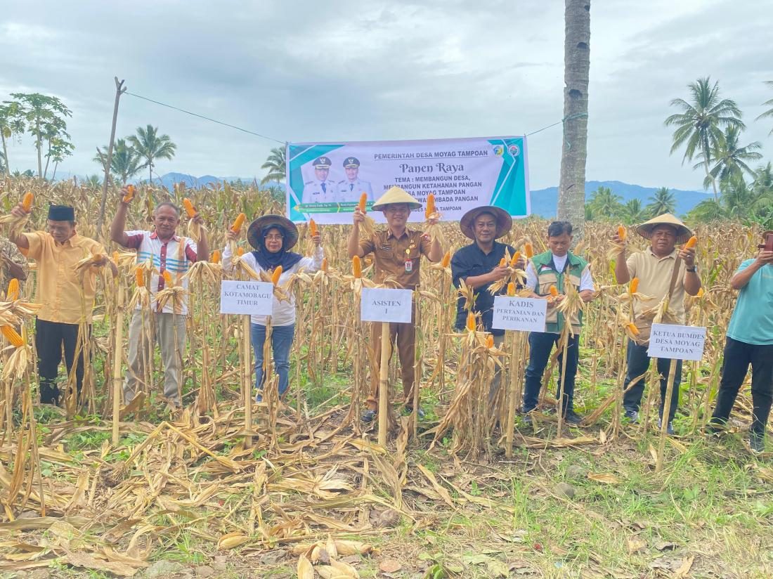 Sinergi BUMDes dan Petani, Pemkot Kotamobagu Apresiasi Panen Raya Jagung di Moyag Tampoan
